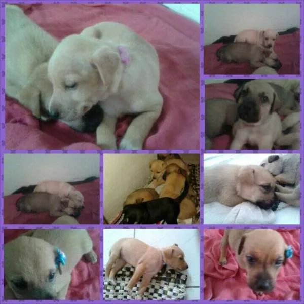 Cachorro ra a SRD idade Abaixo de 2 meses nome lindos
