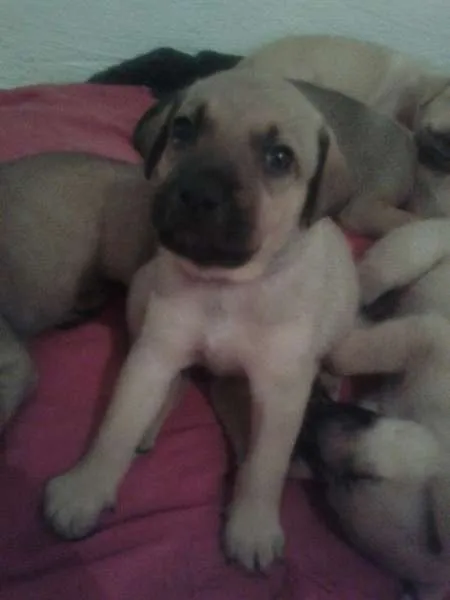 Cachorro ra a SRD idade Abaixo de 2 meses nome lindos