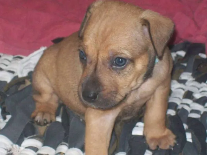 Cachorro ra a SRD idade Abaixo de 2 meses nome lindos