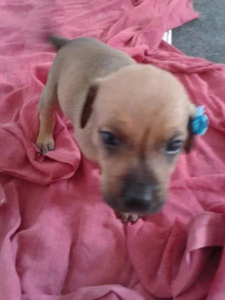 Cachorro ra a SRD idade Abaixo de 2 meses nome lindos