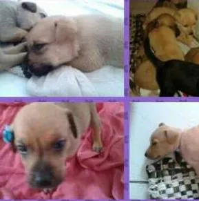Cachorro ra a SRD idade Abaixo de 2 meses nome lindos