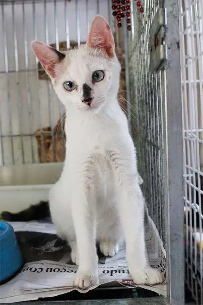 Gato ra a SRD idade 2 a 6 meses nome Johnny