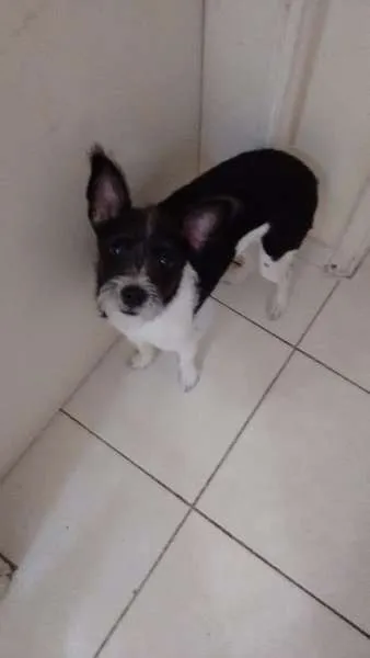 Cachorro ra a Pinscher com Poodle idade 7 a 11 meses nome Pingo