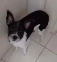 Pingo