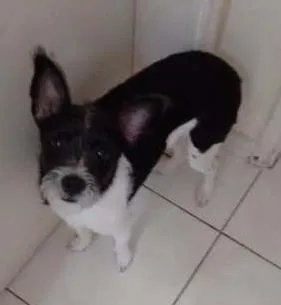 Cachorro ra a Pinscher com Poodle idade 7 a 11 meses nome Pingo