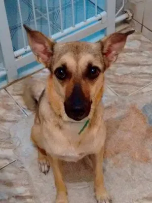 Cachorro raça SRD idade 1 ano nome Malu