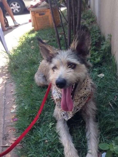 Cachorro ra a SRD idade 2 anos nome Benji