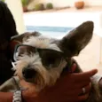 Benji