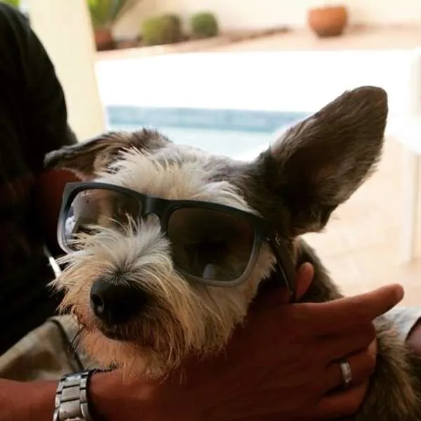 Cachorro ra a SRD idade 2 anos nome Benji