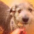 Benji