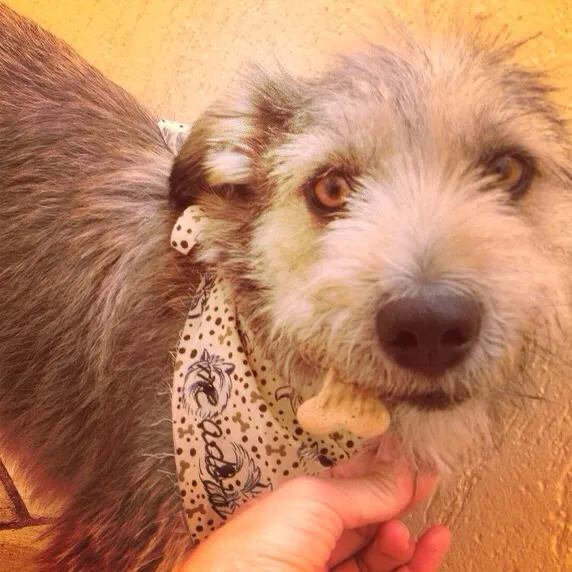 Cachorro ra a SRD idade 2 anos nome Benji