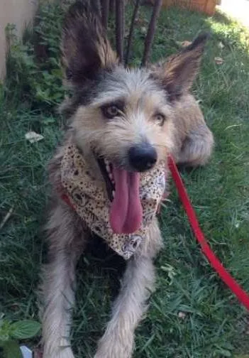 Cachorro ra a SRD idade 2 anos nome Benji