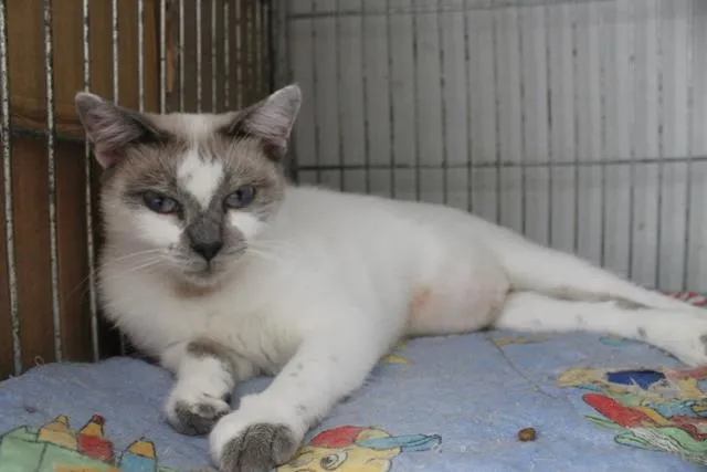 Gato ra a Sialata idade 7 a 11 meses nome Ariel