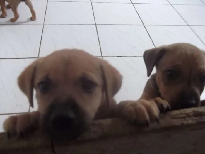 Cachorro ra a SRD idade Abaixo de 2 meses nome lindos