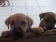 lindos