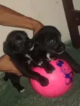 não possui