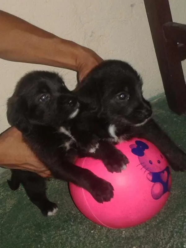 Cachorro ra a mistura de pastor alemão com vira-lata idade Abaixo de 2 meses nome não possui
