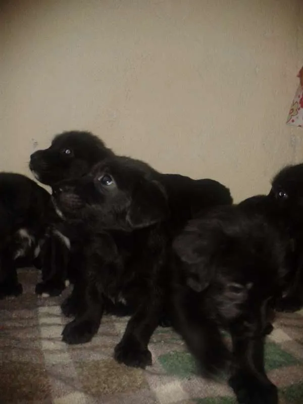 Cachorro ra a mistura de pastor alemão com vira-lata idade Abaixo de 2 meses nome não possui