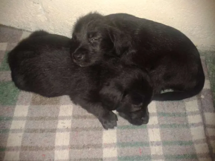 Cachorro ra a mistura de pastor alemão com vira-lata idade Abaixo de 2 meses nome não possui