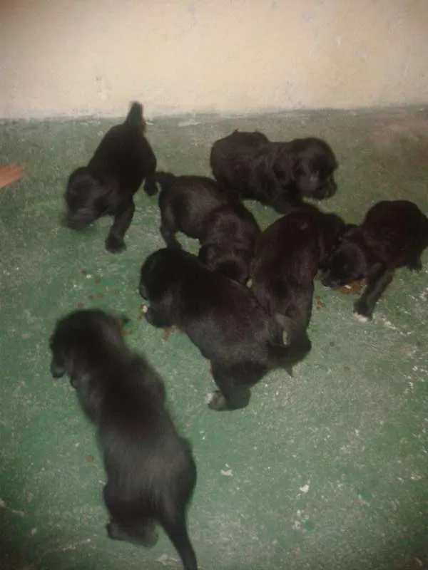 Cachorro ra a mistura de pastor alemão com vira-lata idade Abaixo de 2 meses nome não possui