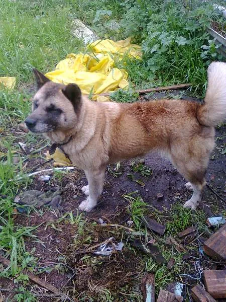 Cachorro ra a  idade 6 ou mais anos nome Teca