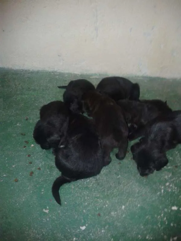 Cachorro ra a mistura de pastor alemão com vira-lata idade Abaixo de 2 meses nome não possui