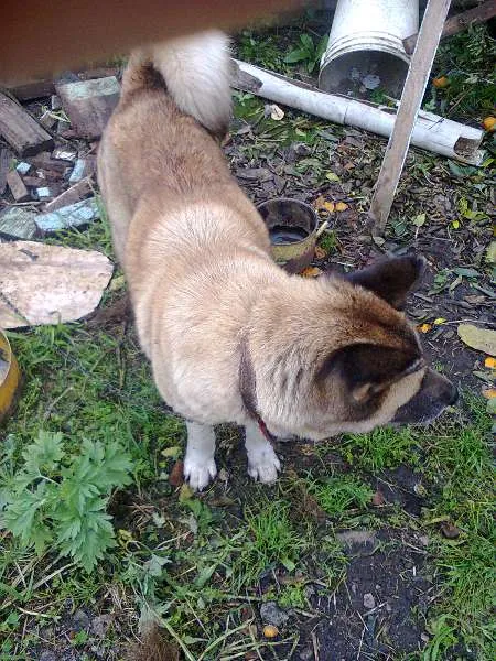 Cachorro ra a  idade 6 ou mais anos nome Teca