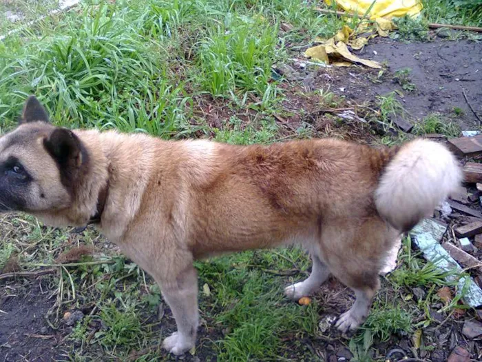 Cachorro ra a  idade 6 ou mais anos nome Teca