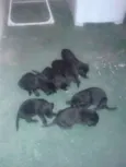 não possui