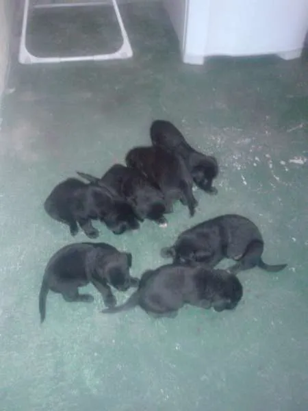Cachorro ra a mistura de pastor alemão com vira-lata idade Abaixo de 2 meses nome não possui