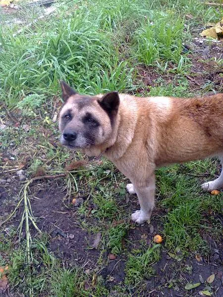 Cachorro ra a  idade 6 ou mais anos nome Teca
