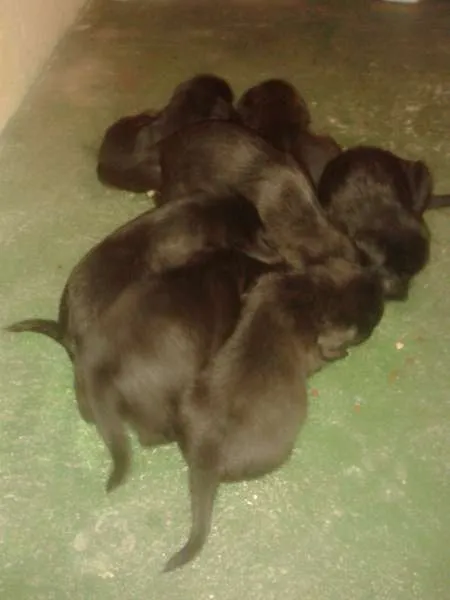 Cachorro ra a mistura de pastor alemão com vira-lata idade Abaixo de 2 meses nome não possui