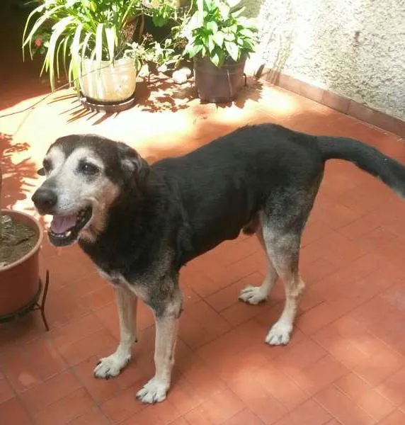 Cachorro ra a SRD idade 6 ou mais anos nome Negrinho 