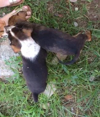 Cachorro ra a Vira lata idade 2 a 6 meses nome Pico e Pitoco