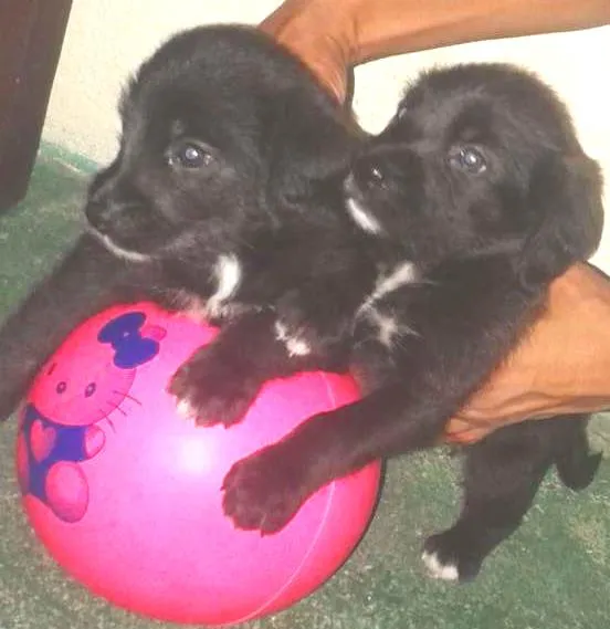 Cachorro ra a mistura de pastor alemão com vira-lata idade Abaixo de 2 meses nome não possui