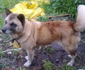 Cachorro raça  idade 6 ou mais anos nome Teca