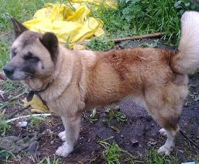 Cachorro ra a  idade 6 ou mais anos nome Teca