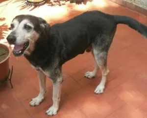 Cachorro raça SRD idade 6 ou mais anos nome Negrinho 