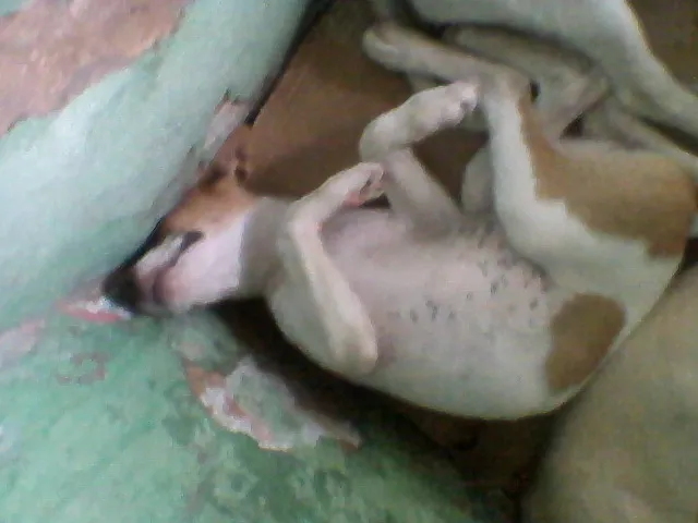 Cachorro ra a  idade 2 a 6 meses nome Sem nome