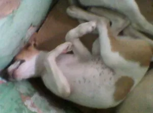 Cachorro raça  idade 2 a 6 meses nome Sem nome