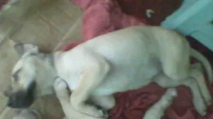 Cachorro raça  idade 2 a 6 meses nome Sem nome