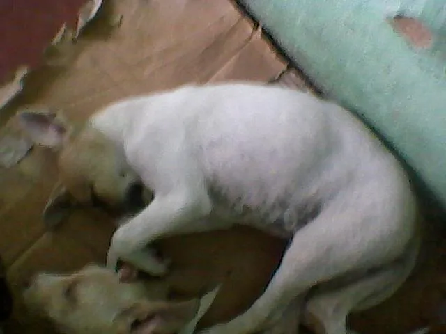 Cachorro ra a  idade 2 a 6 meses nome Sem nome