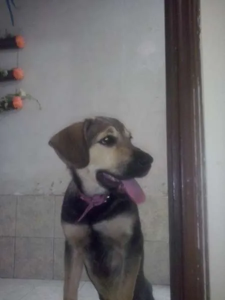 Cachorro ra a indefinida idade 2 a 6 meses nome Duda