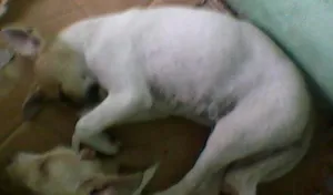 Cachorro raça  idade 2 a 6 meses nome Sem nome