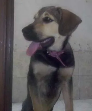 Cachorro ra a indefinida idade 2 a 6 meses nome Duda