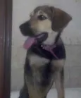 Duda