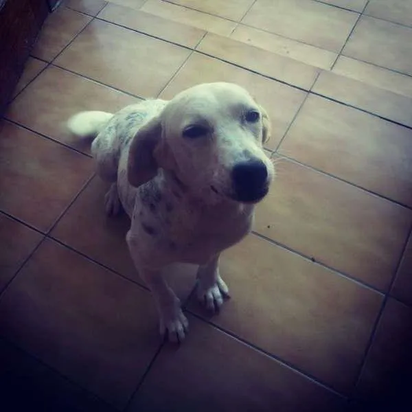 Cachorro ra a SRD idade 2 anos nome Amora