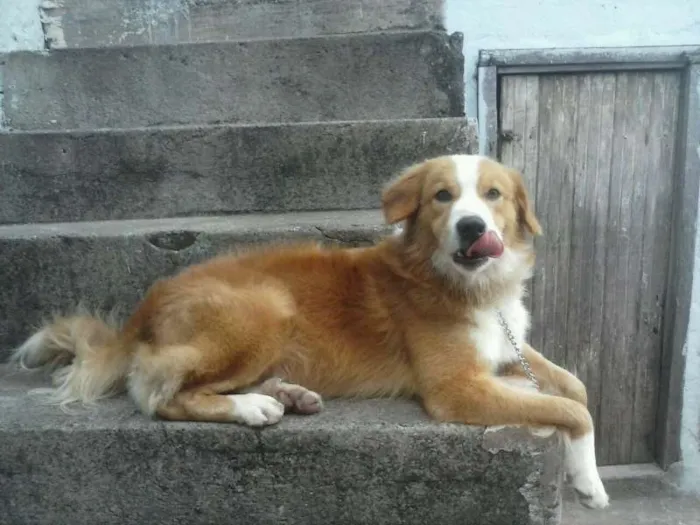 Cachorro ra a viralata idade 2 anos nome Max