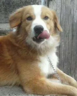 Cachorro raça viralata idade 2 anos nome Max