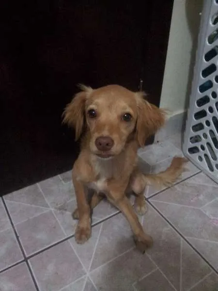 Cachorro ra a Não sei. idade 2 a 6 meses nome Wendy